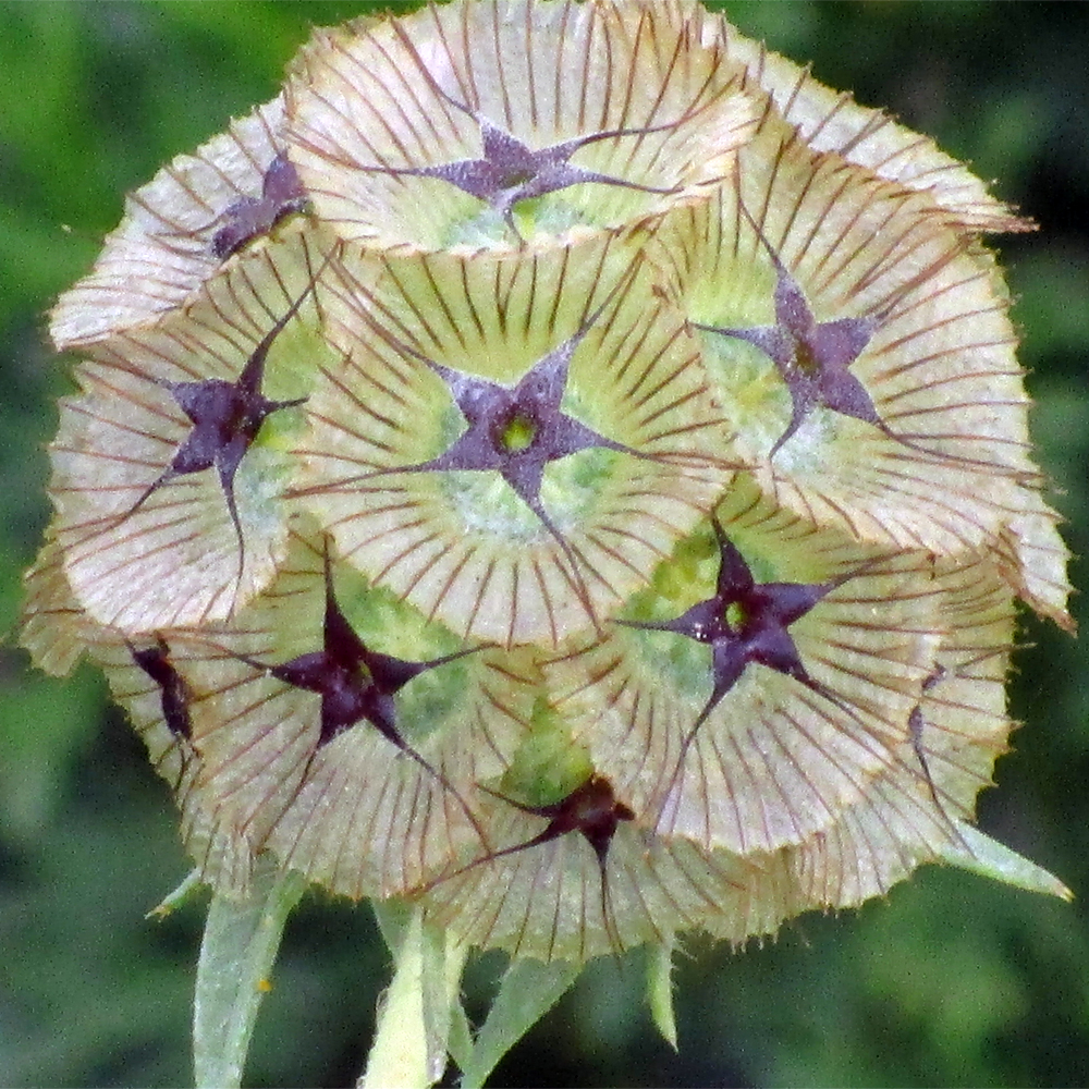Mandala 5
