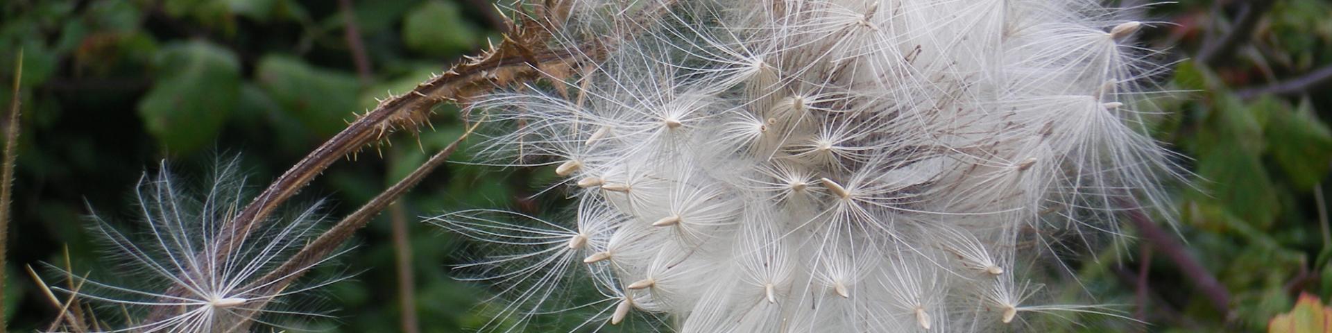 Naissance4